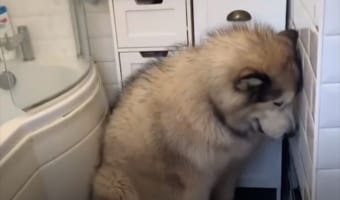 風呂が大嫌いなアラスカン・マラミュート。なんとか入ってもらいたくて家族が総動員であの手この手を尽くしますが・・・