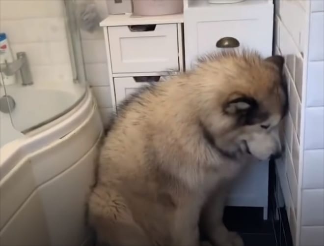 風呂が大嫌いなアラスカン・マラミュート。なんとか入ってもらいたくて家族が総動員であの手この手を尽くしますが・・・