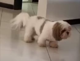 【キュン死確実】愛犬が披露した新しいストレッチ、そのポーズがかわいすぎる！