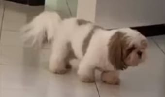 【キュン死確実】愛犬が披露した新しいストレッチ、そのポーズがかわいすぎる!