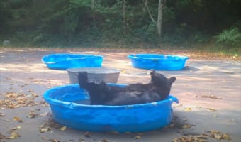 子供用プールに姿をあらわしたクマ。プールでリラックスするその仕草や行動はまるで人間みたい!!