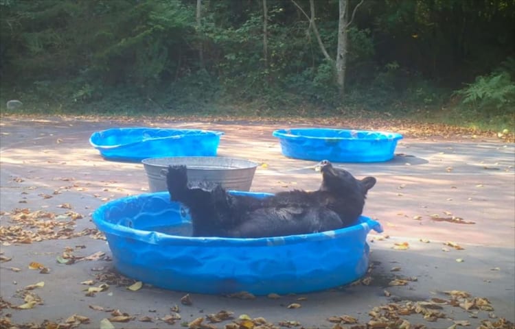 子供用プールに姿をあらわしたクマ。プールでリラックスするその仕草や行動はまるで人間みたい！！