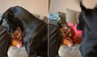 飼い主さんのいびきの真似に過剰に反応をするグレートデーン。もしかして飼い主さんを寝かせたくないからリアクション見せてる??