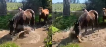 「泥遊び楽しいいい！」飼い主さんにかかるほどの勢いでバッシャバッシャと水たまりではしゃぐ馬