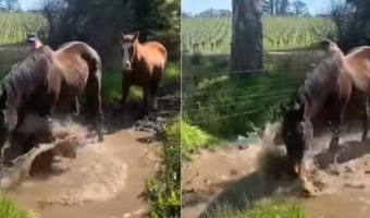 「泥遊び楽しいいい！」飼い主さんにかかるほどの勢いでバッシャバッシャと水たまりではしゃぐ馬