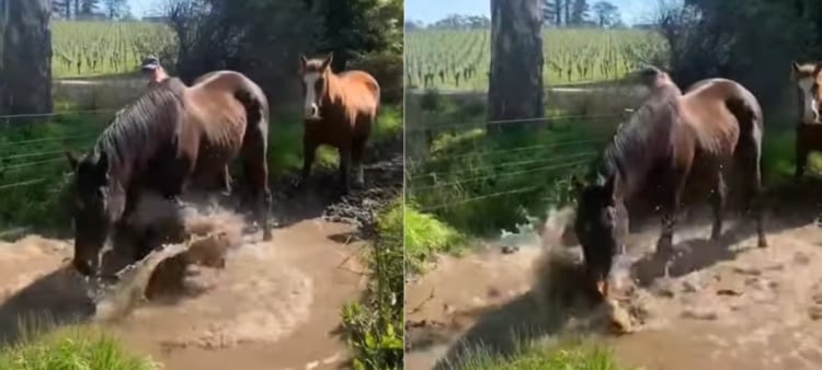 「泥遊び楽しいいい！」飼い主さんにかかるほどの勢いでバッシャバッシャと水たまりではしゃぐ馬