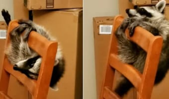 遊びの達人！椅子をアスレチックにしちゃうアライグマの姿がとってもかわいい
