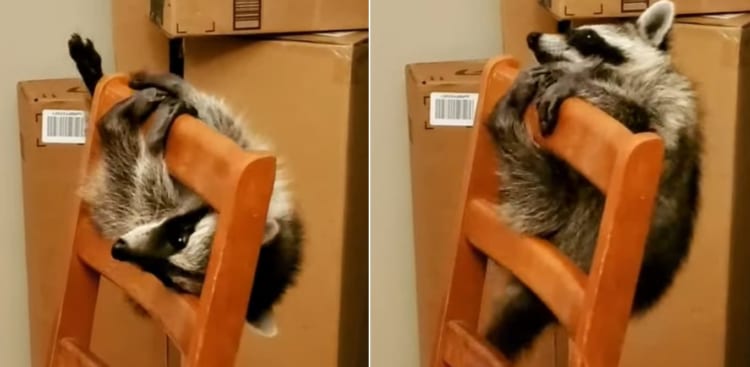 遊びの達人！椅子をアスレチックにしちゃうアライグマの姿がとってもかわいい