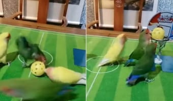 これは名勝負!インコたちによるバスケの試合が熱すぎる!!