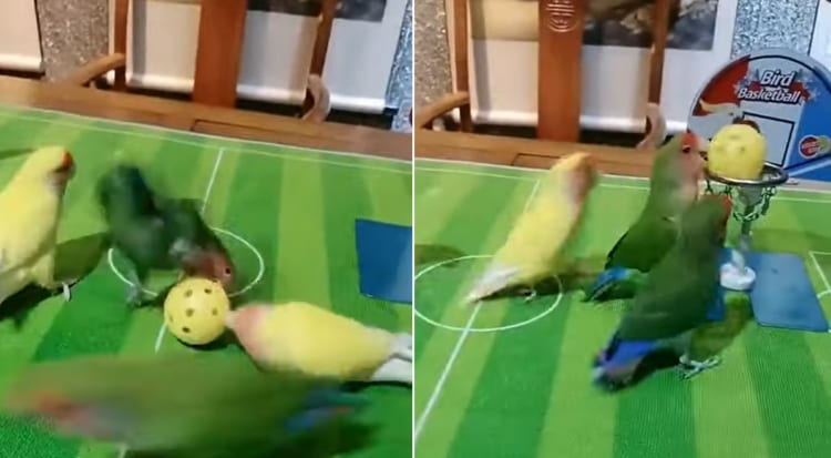 これは名勝負！インコたちによるバスケの試合が熱すぎる！！