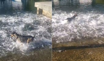 ビックリ!暑いからと水に入った犬!そこには魚の群れがいたようで【テンション爆上がり】