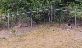 もしやネコは最強なのか・・・。コヨーテと鉢合わせたネコは一歩も引かないどころか前に出て追い払っちゃった！？