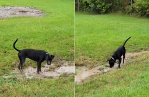 「こっちを掘るの楽しい！あっちも楽しい！」裏庭にできた水たまりで泥遊びをするのに夢中な犬