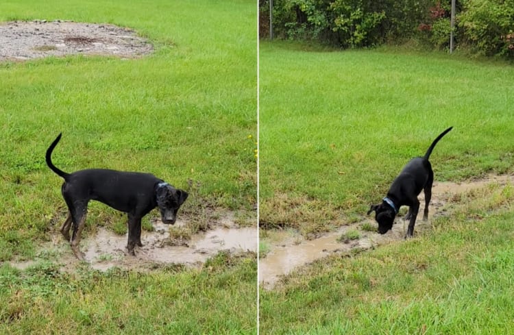 「こっちを掘るの楽しい！あっちも楽しい！」裏庭にできた水たまりで泥遊びをするのに夢中な犬