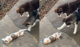 ネコを初めて見たのかな?子犬たちがネコちゃんに体よくあしらわれているようです