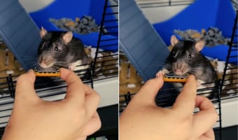 世界一小さなハーモニカ奏者・・・その正体と奏でる音色にビックリ!