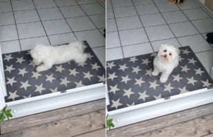 キレイ好きで賢いイヌ。家に入る前にはしっかり○○をします！