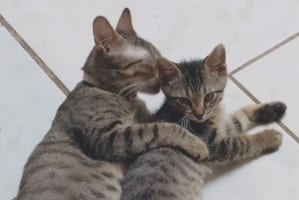 「ママ、ギュってして～」ゴロゴロまったりしていたところにやって来た子猫。抱きしめてあげる母ネコの姿が尊い