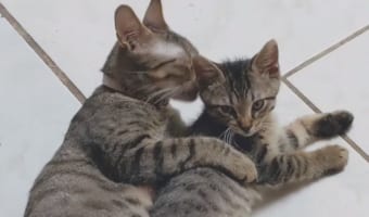 「ママ、ギュってして～」ゴロゴロまったりしていたところにやって来た子猫。抱きしめてあげる母ネコの姿が尊い