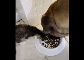 超大型犬と子猫、サイズが全然違う二匹がごはんを仲良くシェアする光景にほっこり！