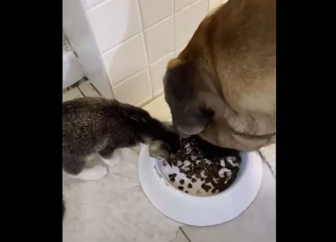 超大型犬と子猫、サイズが全然違う二匹がごはんを仲良くシェアする光景にほっこり！