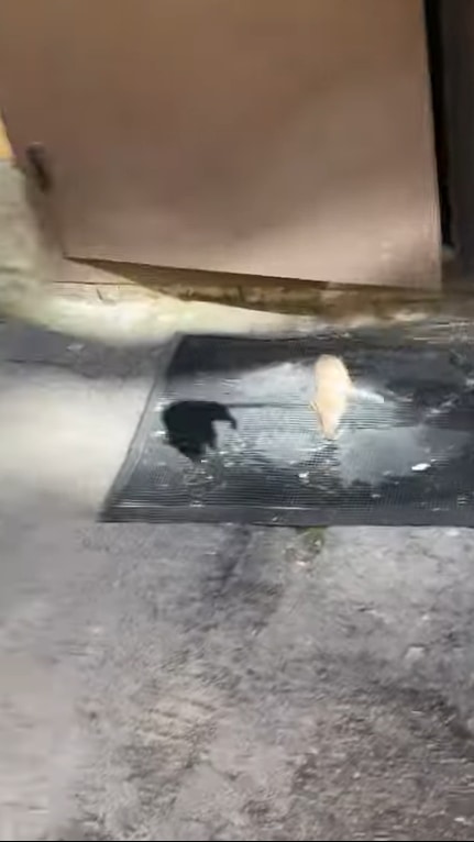 逃げるネズミ、追いかけるネコ。近寄ってくるネズミ・・・ってそれは 