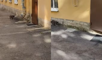 逃げるネズミ、追いかけるネコ。近寄ってくるネズミ・・・ってそれはダメえええ!!!