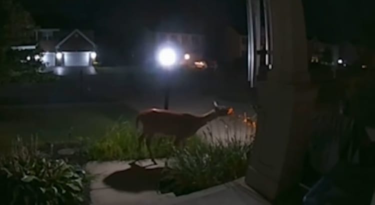 夜中の玄関にやって来たシカ。なんと大切に育てていた花を夜食していたので・・・