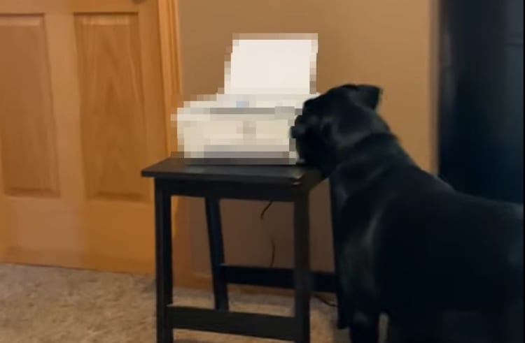 在宅ワーク最強の敵は愛犬？！○○をめぐって今日も競争するのでした・・・