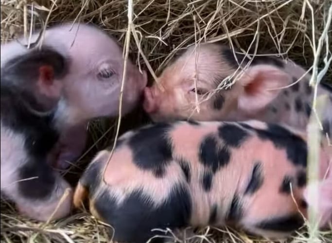 あら、とっても仲良しさん！生まれて間もない子ブタちゃんたちがまるでキスをしているかのような姿を見せてくれました