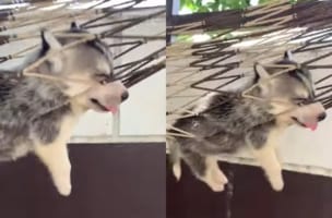 ハンモックにユラユラ揺られているハスキーの子犬。ぐっすり寝ているその姿がかわいすぎ！！