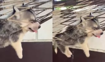 ハンモックにユラユラ揺られているハスキーの子犬。ぐっすり寝ているその姿がかわいすぎ!!