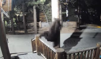 野鳥用に用意された餌。それを荒らす犯人を見付けようとしたら・・・○○のとんでもない姿を見てしまいました!!