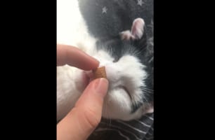 「なんだかいい香りがするようニャ～」スヤスヤ寝ているネコちゃんの鼻先におやつをあてがうと口元をモグモグしていました