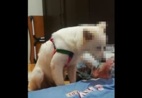 「お友達といっぱい遊んだから～」遊び疲れた子犬は、もう起きて・・・いられない・・・みたいで、コテンと横になってしまいました