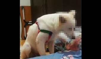 「お友達といっぱい遊んだから~」遊び疲れた子犬は、もう起きて・・・いられない・・・みたいで、コテンと横になってしまいました