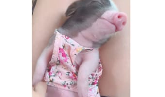 寝ながら飼い主さんにお腹をカキカキ、あごしたをスリスリしてもらう子ブタちゃん。その姿がとてもキュート!