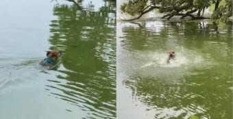 「ビックリしたなあ、もう」優雅に泳ぐ犬には、目の前に現れた木の枝がヘビに見えてしまったようで・・・