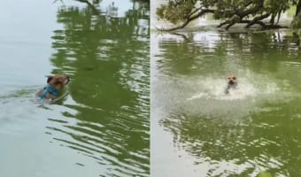 「ビックリしたなあ、もう」優雅に泳ぐ犬には、目の前に現れた木の枝がヘビに見えてしまったようで・・・
