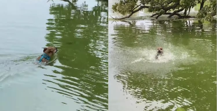 「ビックリしたなあ、もう」優雅に泳ぐ犬には、目の前に現れた木の枝がヘビに見えてしまったようで・・・