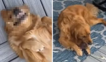 3きょうだいで仲良くイタズラしたゴールデンレトリバーたち。飼い主さんに見つかるも、2匹は全く動じません