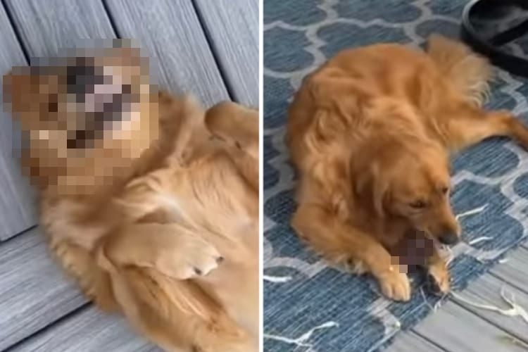 3きょうだいで仲良くイタズラしたゴールデンレトリバーたち。飼い主さんに見つかるも、2匹は全く動じません