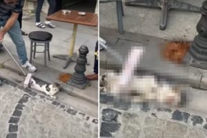 ブラッシングしてもらっていて気持ちよさそう！排水溝にジャストフィットしている猫