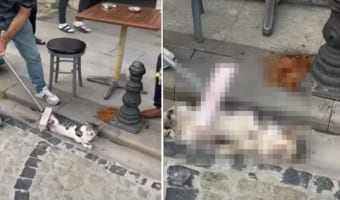 ブラッシングしてもらっていて気持ちよさそう!排水溝にジャストフィットしている猫