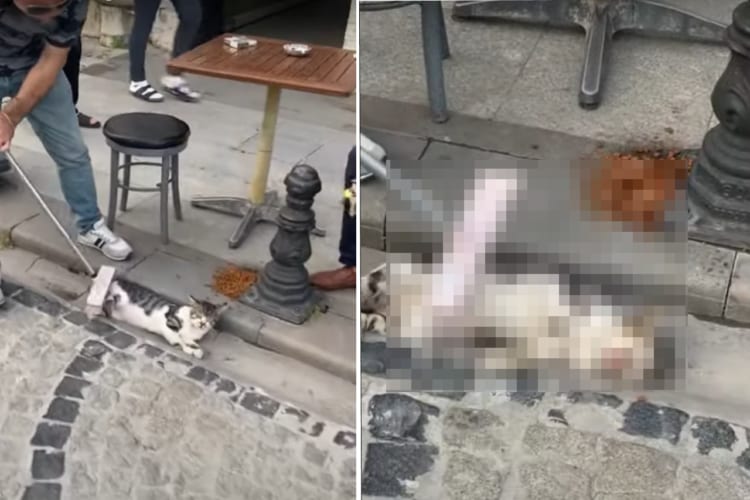 ブラッシングしてもらっていて気持ちよさそう！排水溝にジャストフィットしている猫