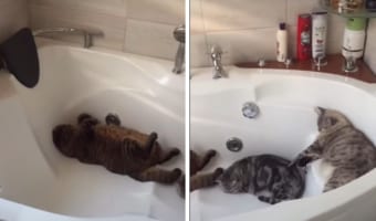 ヒンヤリしていて気持ちいいのかな？バスタブで愛猫3匹が仲良く朝からお昼寝している姿にほっこり