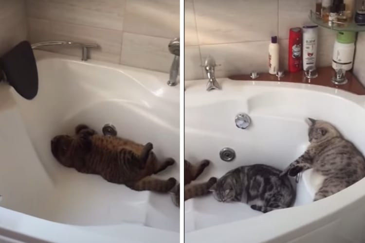 ヒンヤリしていて気持ちいいのかな？バスタブで愛猫3匹が仲良く朝からお昼寝している姿にほっこり