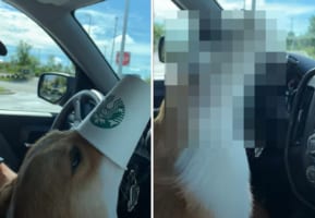 「もうないの？ウソでしょ？！」大好物のパプカップにありついたコーギー。最後の一滴も取りこぼさないようにした結果、スゴい姿になってしまいました