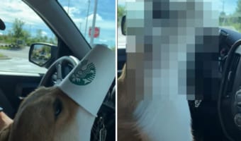 「もうないの？ウソでしょ？！」大好物のパプカップにありついたコーギー。最後の一滴も取りこぼさないようにした結果、スゴい姿になってしまいました