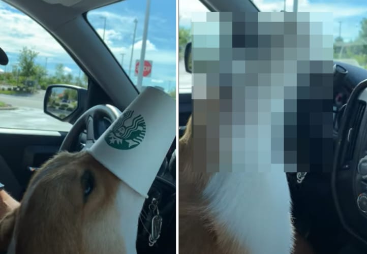 「もうないの？ウソでしょ？！」大好物のパプカップにありついたコーギー。最後の一滴も取りこぼさないようにした結果、スゴい姿になってしまいました